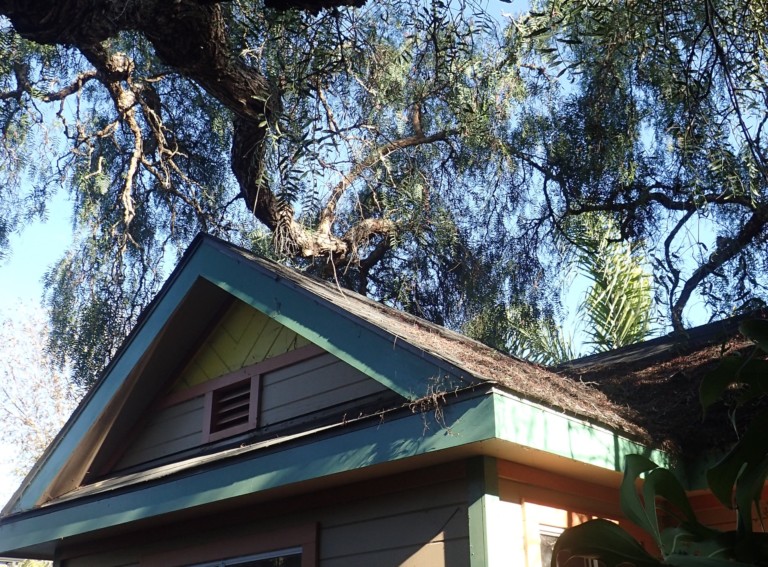 Other limbs threaten!