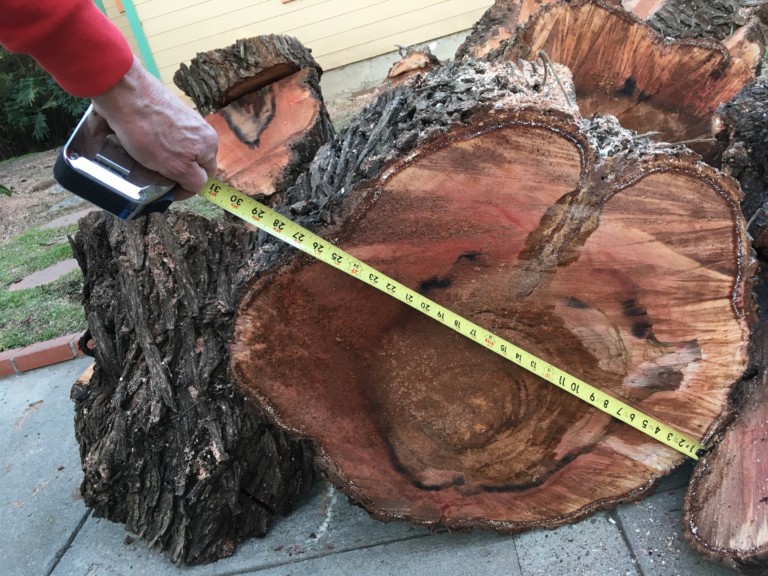 Largest diameter carrot slice I can find