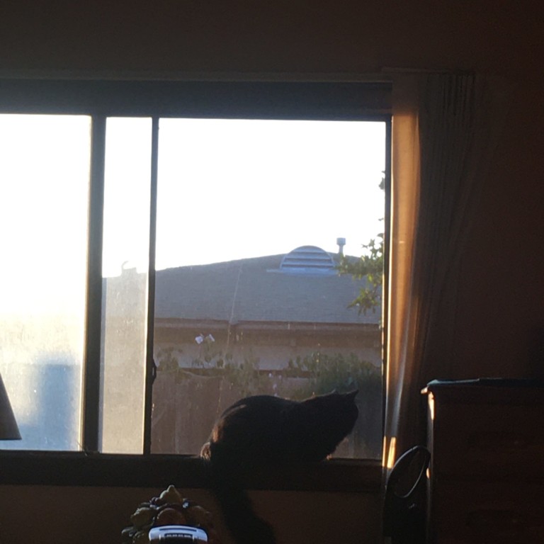 Inigo is fine. Both cats are doing fine