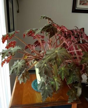 Photo recently arrived (without any prompting) from daughter Kate showing current healthy state of her cutting from RB or RBjr living in Melrose, Massachusetts.