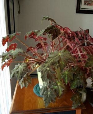 Photo recently arrived (without any prompting) from daughter Kate showing current healthy state of her cutting from RB or RBjr living in Melrose, Massachusetts.