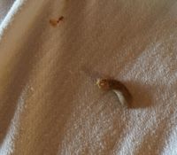 Purna threw up on the bed (yup, both cats continue to be fine)