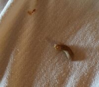 Purna threw up on the bed (yup, both cats continue to be fine)