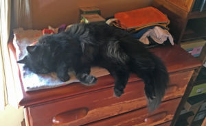 Inigo resting up for his next nap (or next gopher hunt)